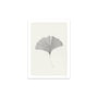 The Poster Club - Ginkgo Leaf af Ana Frois, 30 x 40 cm