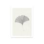 The Poster Club - Ginkgo Leaf af Ana Frois, 50 x 70 cm