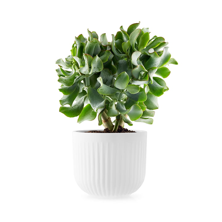 Legio Nova planter Ø 15,5 cm af Eva Trio i hvid