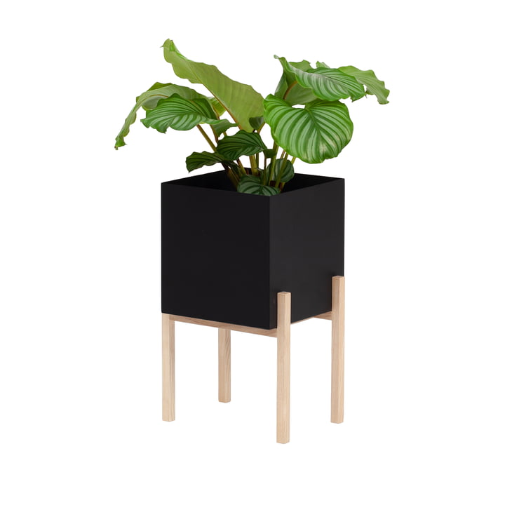 Botanic Pedestal Pot fra Design House Stockholm, sort / naturlig