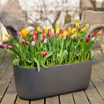 Den langstrakte Osaka plantepotte fra Eternit med tulipaner