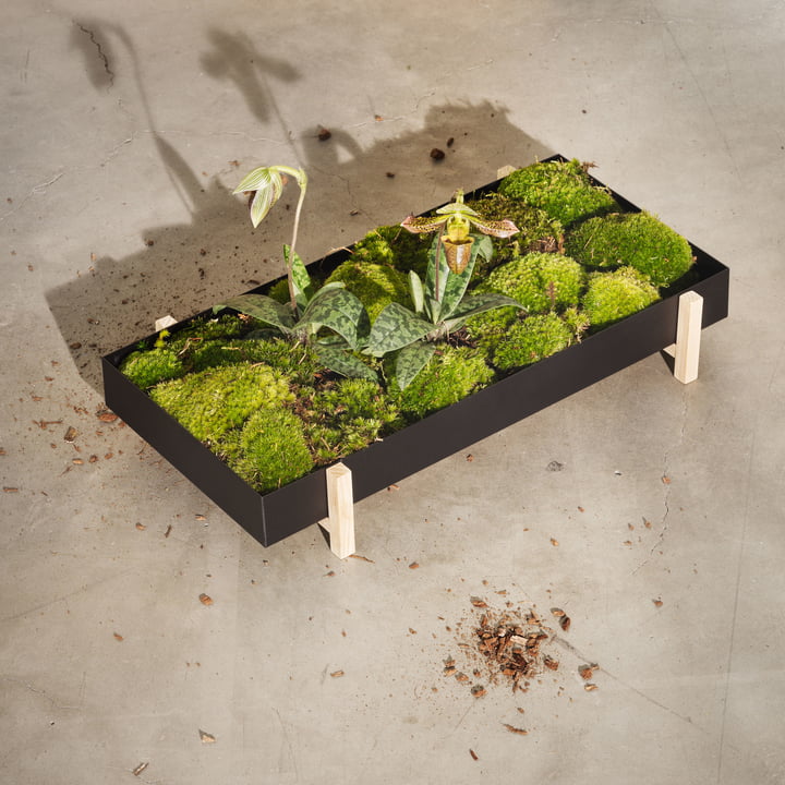 Botanic Tray fra Design House Stockholm i ask / sort