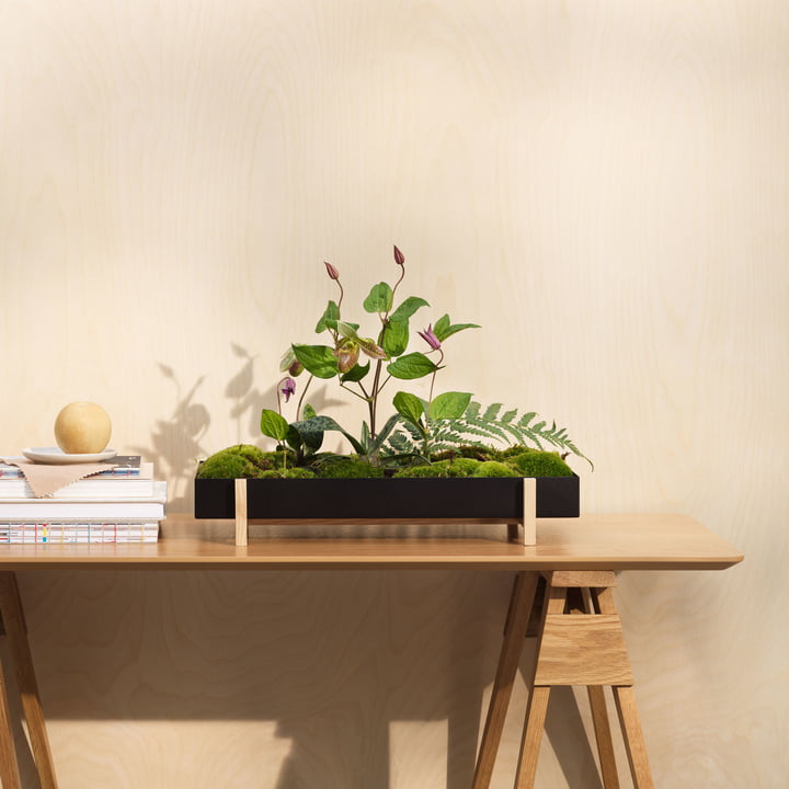 Botanic Tray fra Design House Stockholm i ask / sort