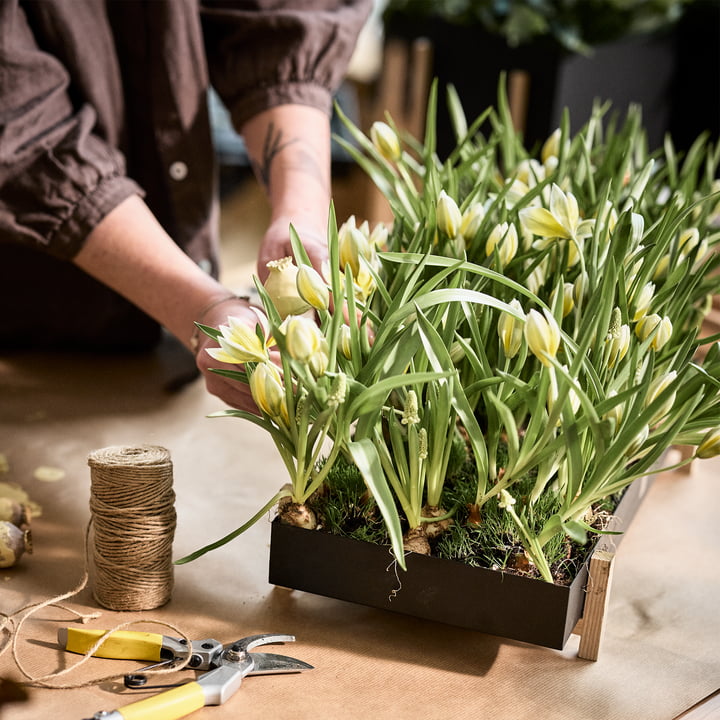 Botanic Tray fra Design House Stockholm med et hav af tulipaner