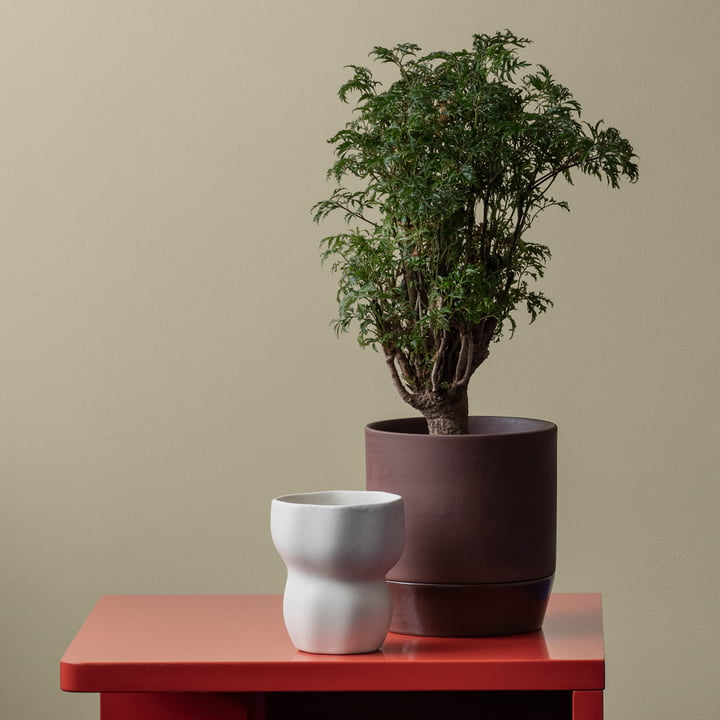 Denise planter fra Broste Copenhagen