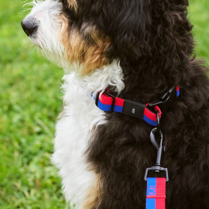 Dogs, M/L rød/blå fra HAY
