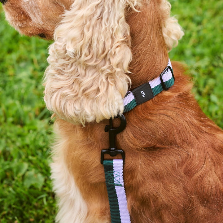 Dogs, M/L lavendel/grøn fra Hay