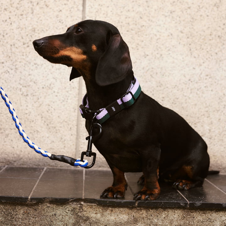 Dogs, S/M lavendel/grøn fra Hay