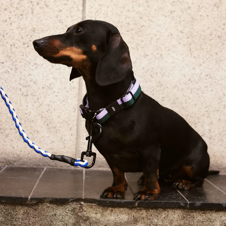 Dogs, S/M lavendel/grøn fra HAY
