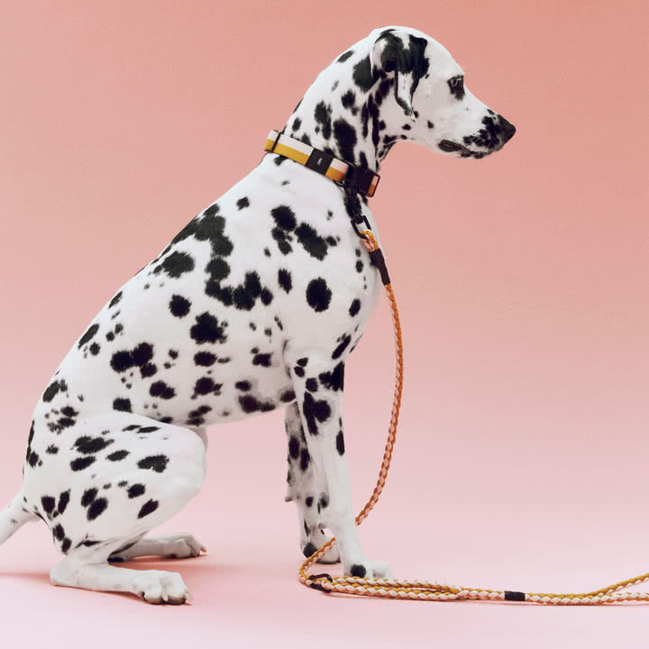 HAY - Dogs, M/L, flettet hundesnor, off-white / okker