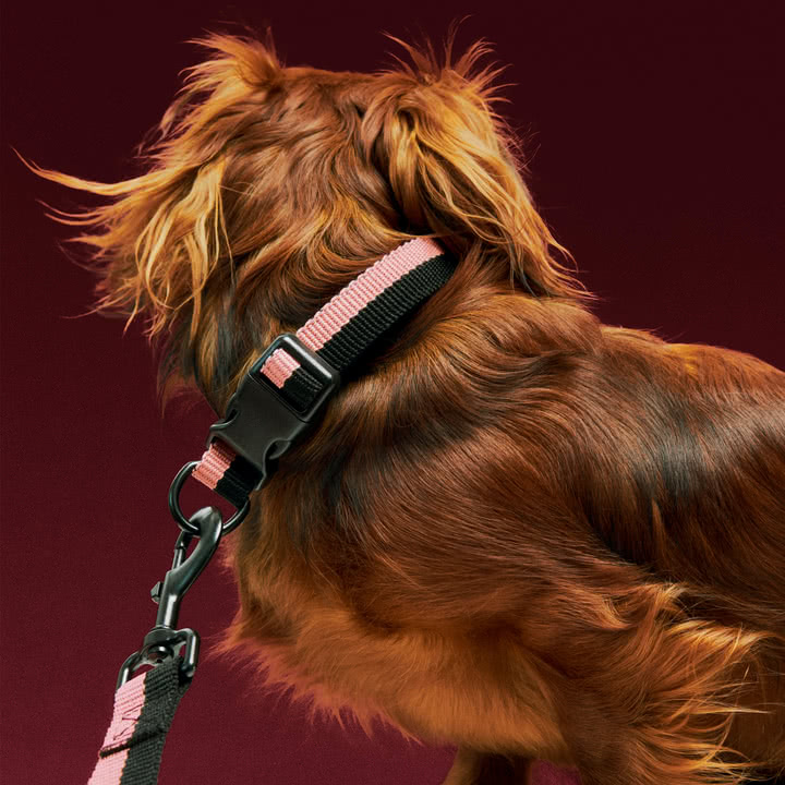 HAY - Dogs, S/M, pink / sort