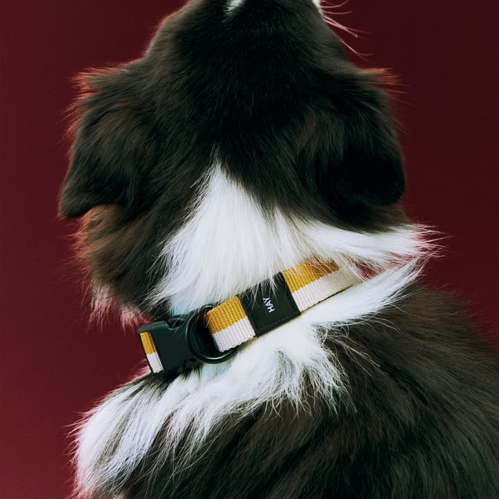 HAY - Dogs, S/M, off-white / okker